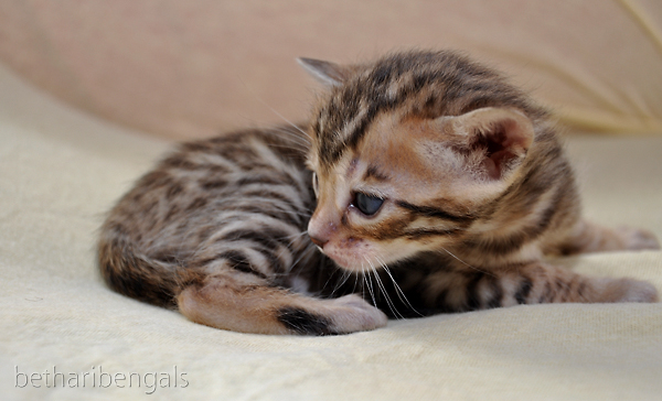 Bengalkatzen Kitten rosetted